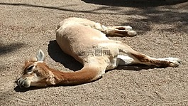 動物園,動物,野生動物