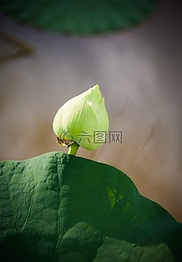 蓮花,越南,荷葉