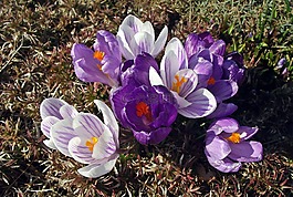 花,krokus,春