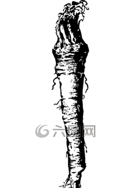 蔘,根,鸦葱
