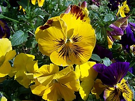 潘茜,黃色花,花園