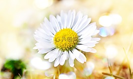 雛菊,花,開(kāi)花