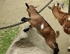 山羊,孩子,動物園