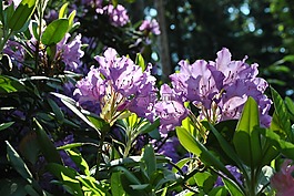 春,鮮花,杜鵑