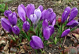 花,krokus,春