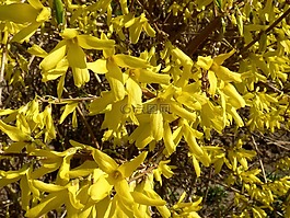 金色的淋浴,小枝,花