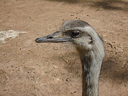 鴕鳥,動(dòng)物,鳥