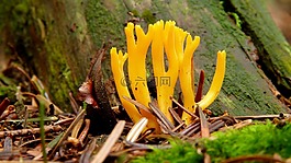 性質(zhì),在法院的,蘑菇