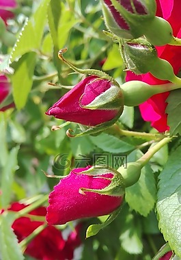 玫瑰,鮮花,性質(zhì)