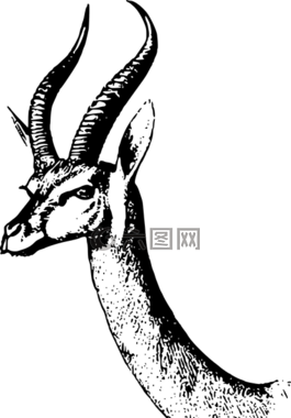 非洲,動物,瞪羚