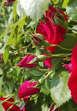 玫瑰,鮮花,性質(zhì)
