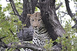 野生動物,豹,博茨瓦納