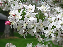 蟹蘋果,水華,春