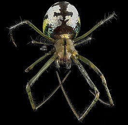 蜘蛛,果园orbweaver,特写