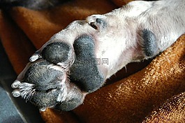 狗,狗爪子,運(yùn)氣