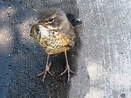 鳥,棕色,腿