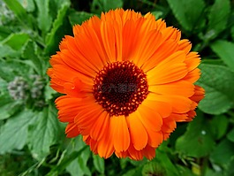 萬壽菊,橙花,園藝