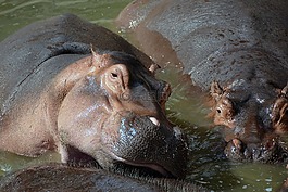 河馬,水,動物園