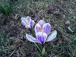 番红花,花,白