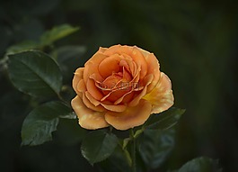 玫瑰,花瓣,橙色