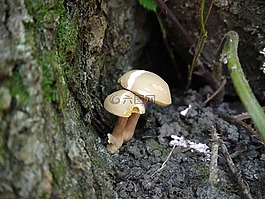 菌類,蘑菇,自然