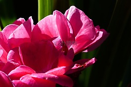 天竺葵,粉红色,花园
