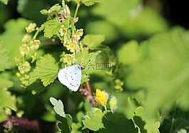 春天,蝴蝶,開(kāi)花