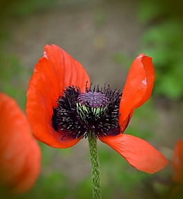 罂粟,klatschmohn,红色