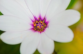 花,花粉,授粉