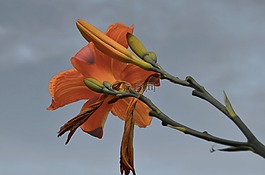 黃花菜,開花,廠