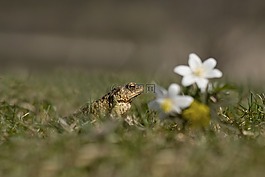 青蛙,蟾蜍,男性