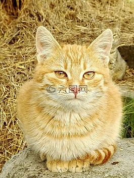 貓,stubentieger,動物