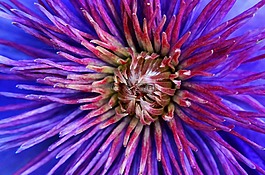開(kāi)花,性質(zhì),紫