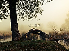 樹,霧,心情