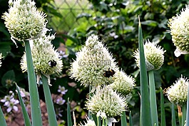蔥,開花,種子