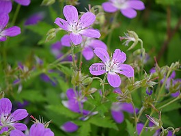 花卉,我們的,性質(zhì)