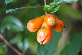 石榴,水果,花