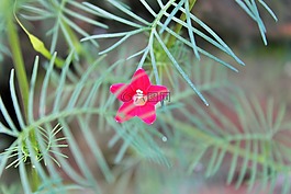 花,粉紅色,葉