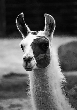 喇嘛,性質(zhì),動物