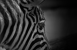 斑馬,條帶化,動物園