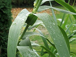 秋季,雨后,雨滴
