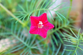 花,粉紅色,葉