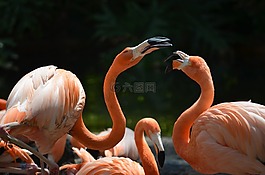 火烈鳥(niǎo),動(dòng)物,鳥(niǎo)