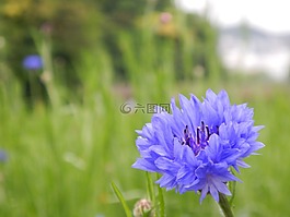 鲜花,蓝色,nemophila