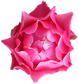 秋季,玫瑰,花瓣