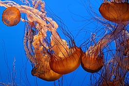 海蜇,水族館,橙色