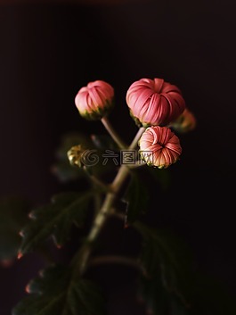 bud,花蕾,花