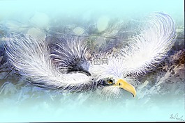 羽毛,鳥(niǎo),動(dòng)物