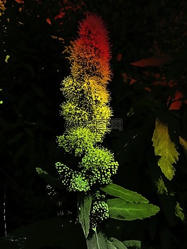 野生花卉,植物,自然