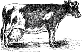 動物,牛,農(nóng)家